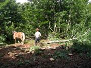 Débardage à cheval en forêt communale d'Oderen, contrat natura 2000