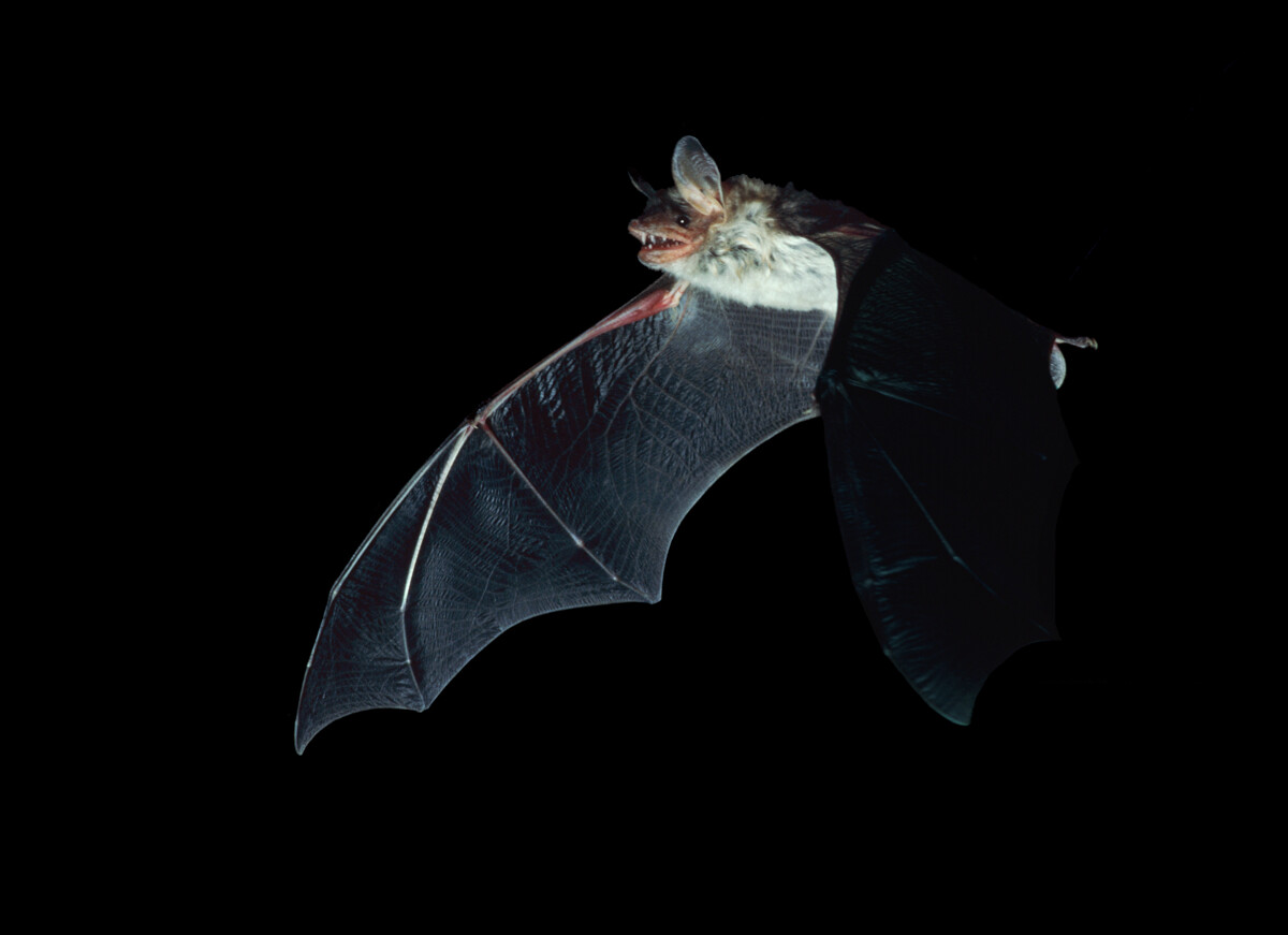 Chauve-souris
