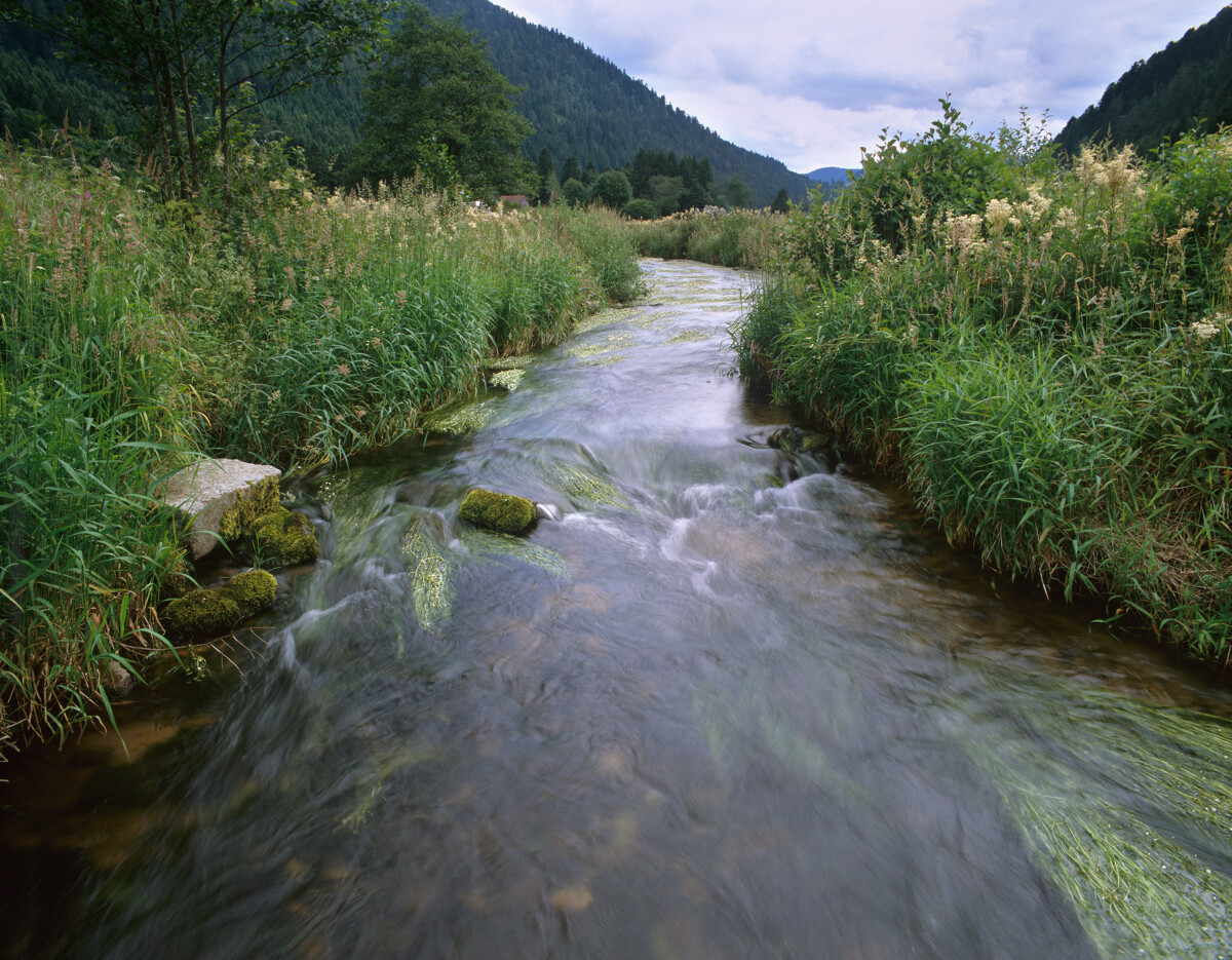Ruisseau Meurthe