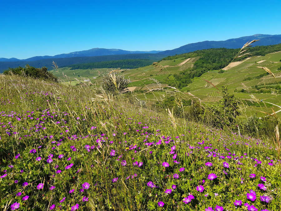 Collines sous-vosgiennes