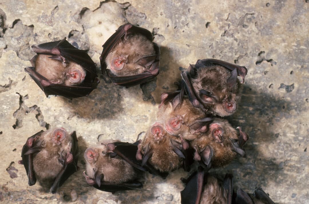 Chauves-souris