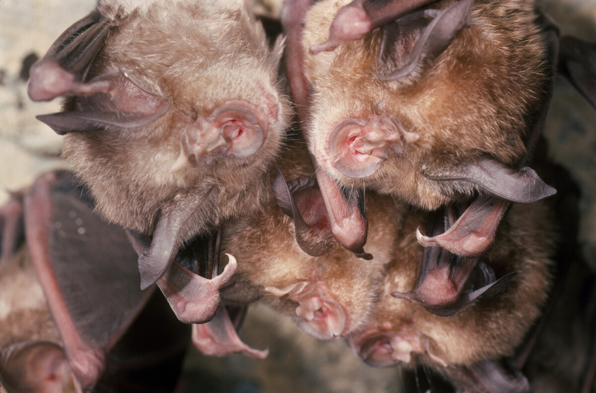 Grand-rhinolophe