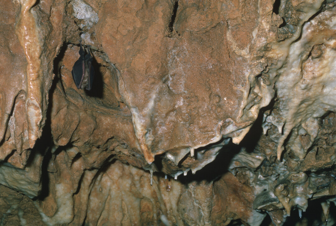 Grotte chauves-souris