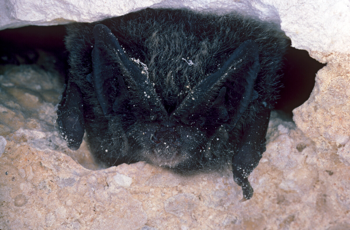 Barbastelle