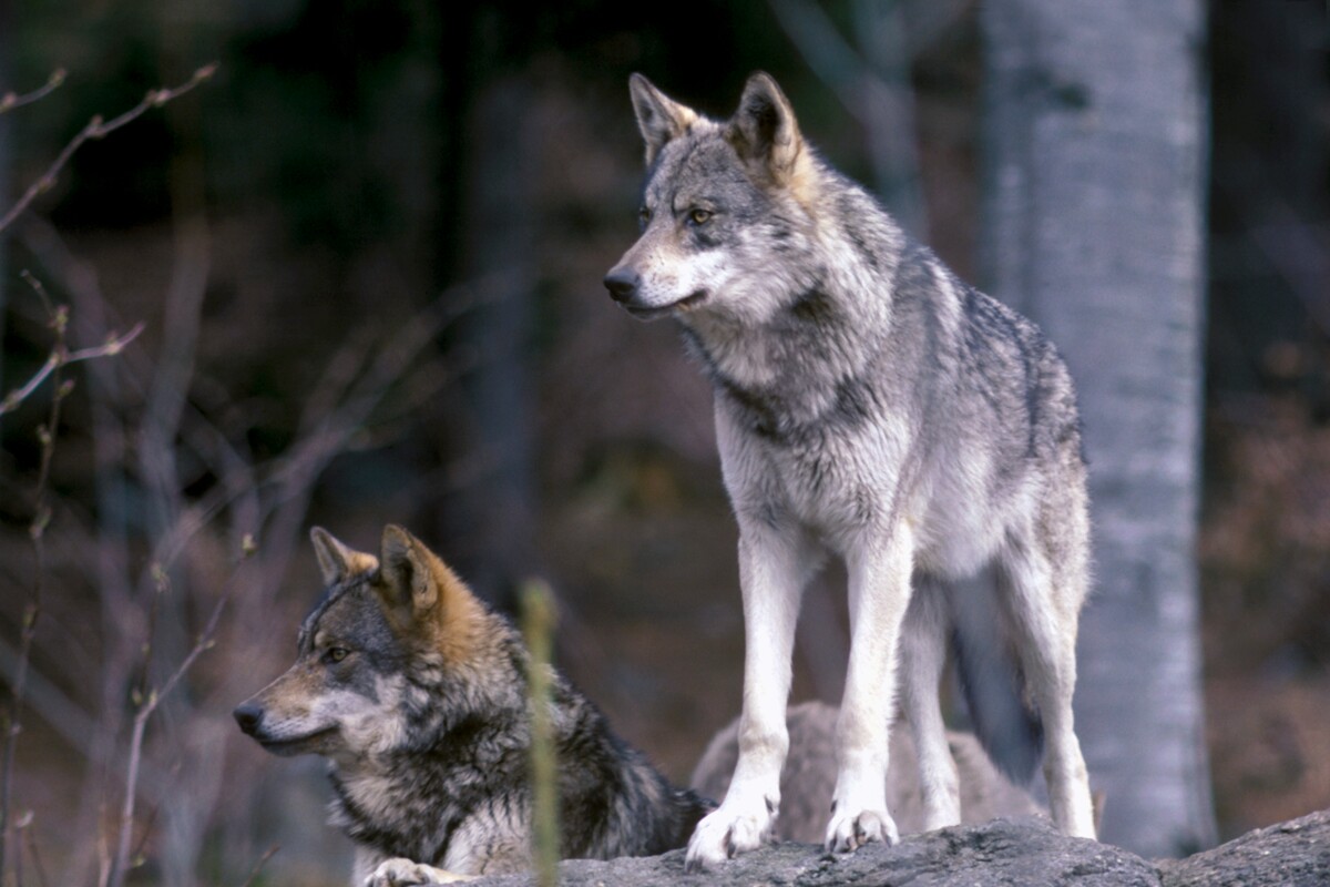 Loup gris