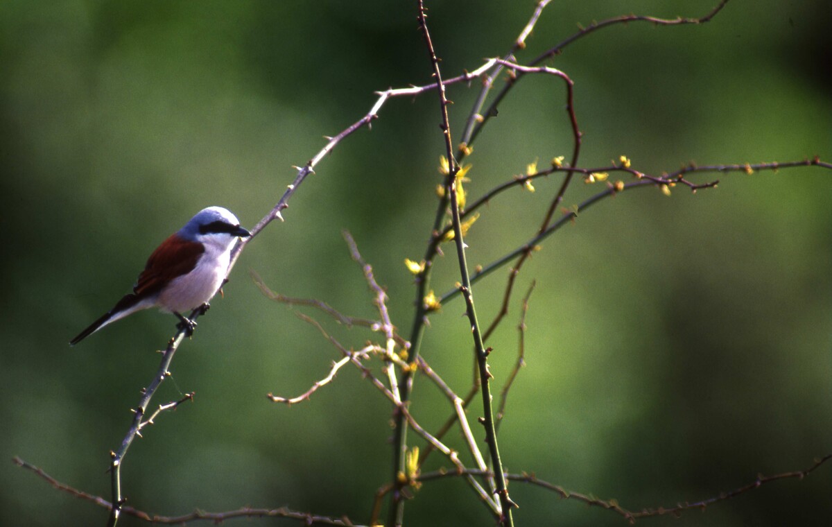 Pie grièche écorcheur