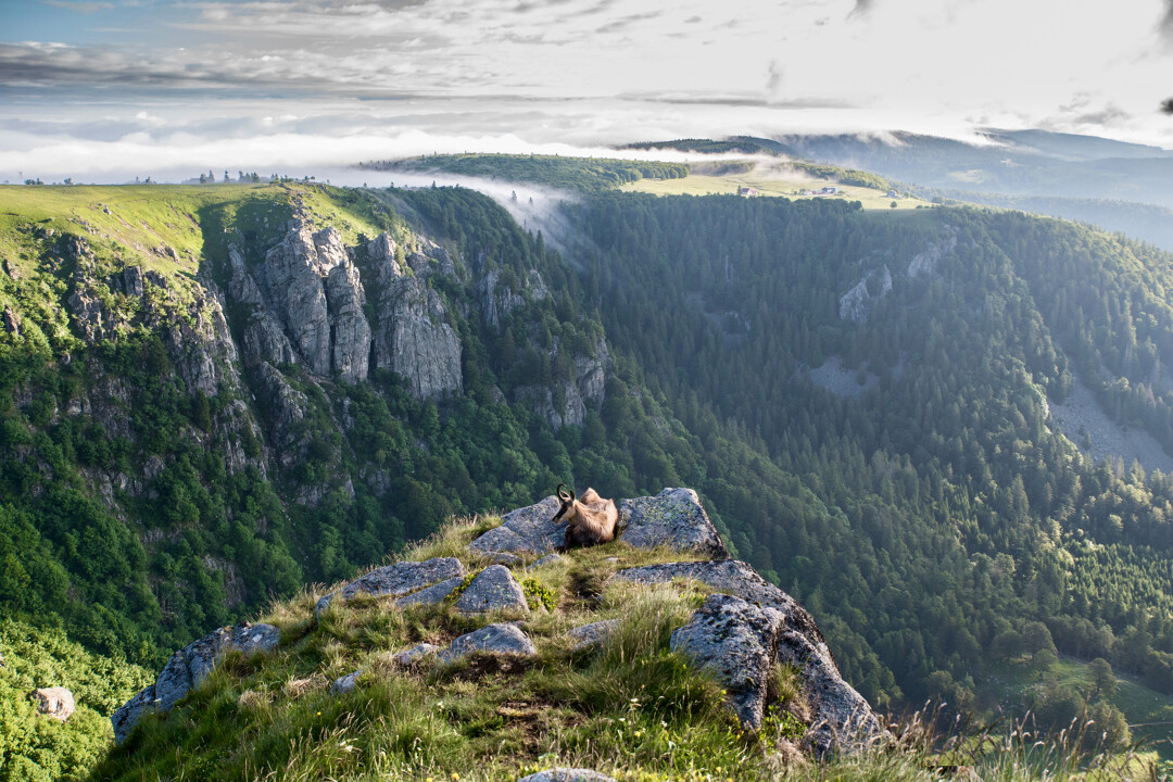 Chamois crête