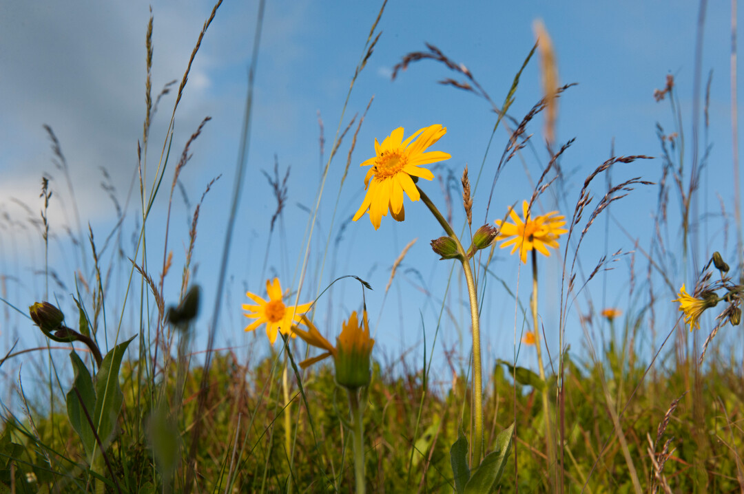 Arnica