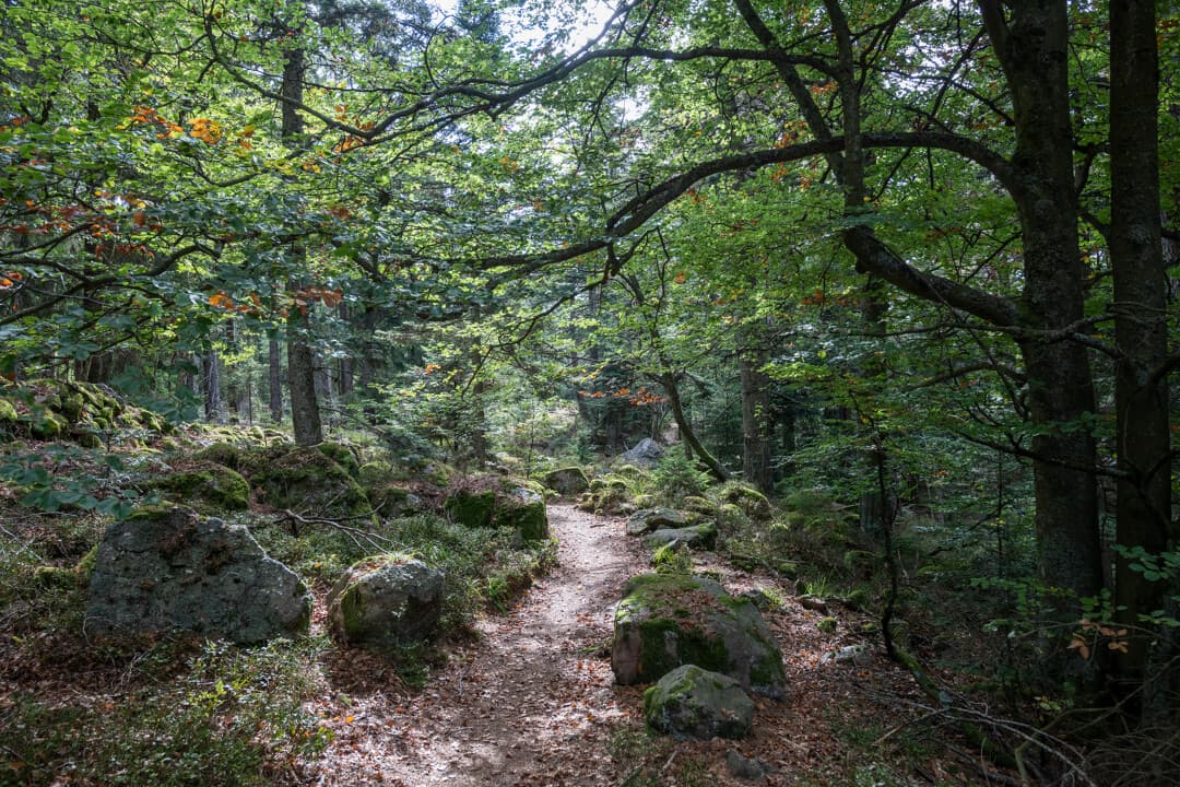 Taennchel forêt