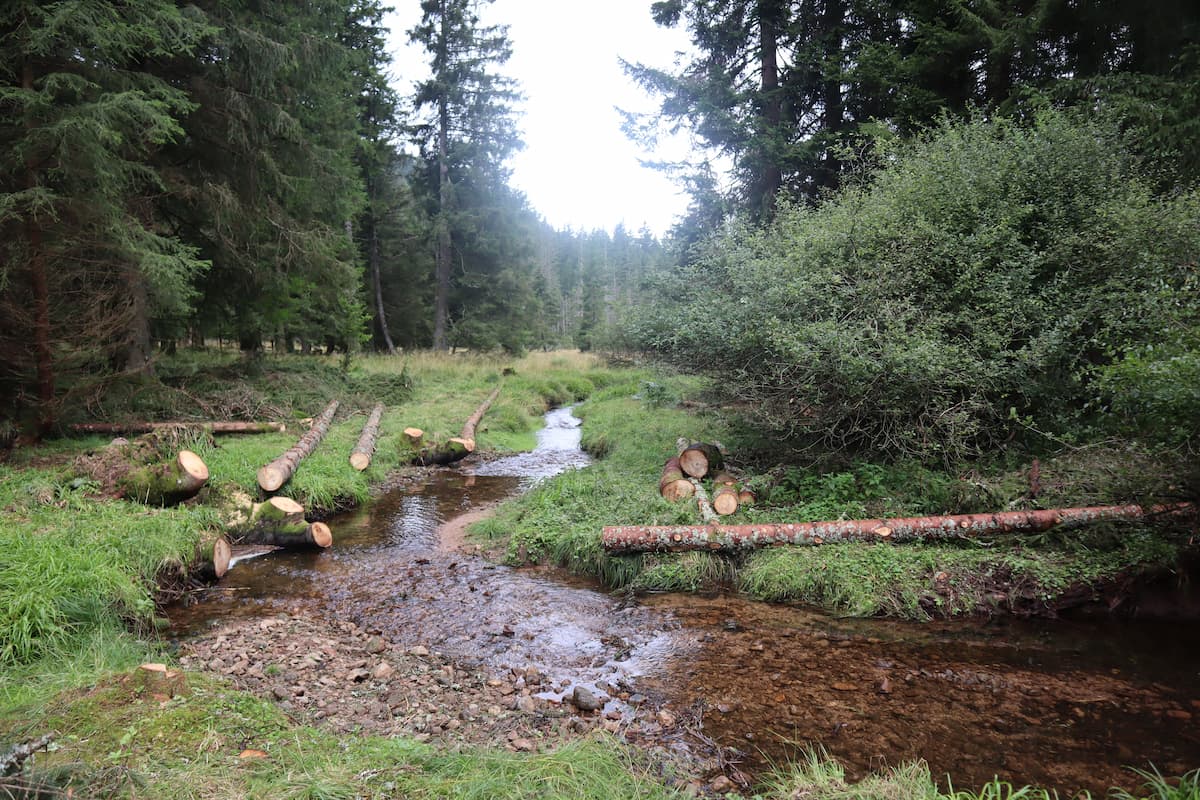 ripisylve Belbriette