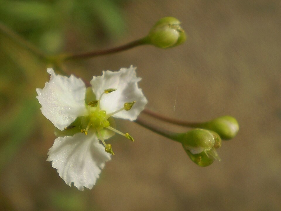 Alisma à feuilles de Parnassie
