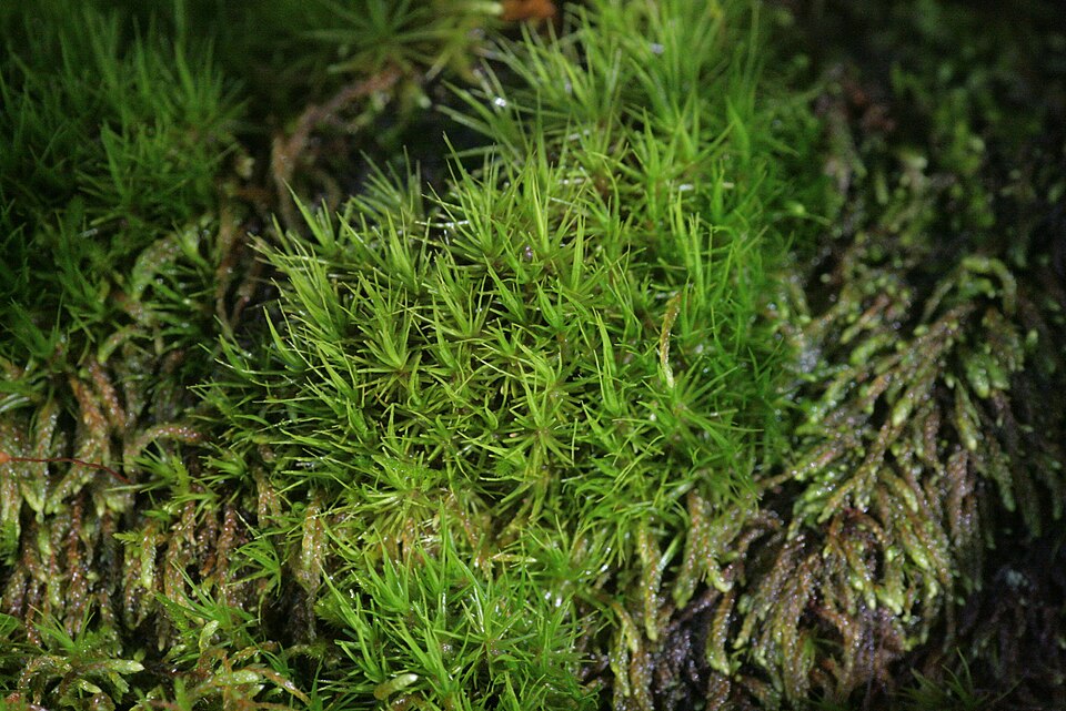 Dicrane vert
