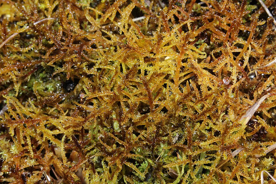 Hypne vernissé