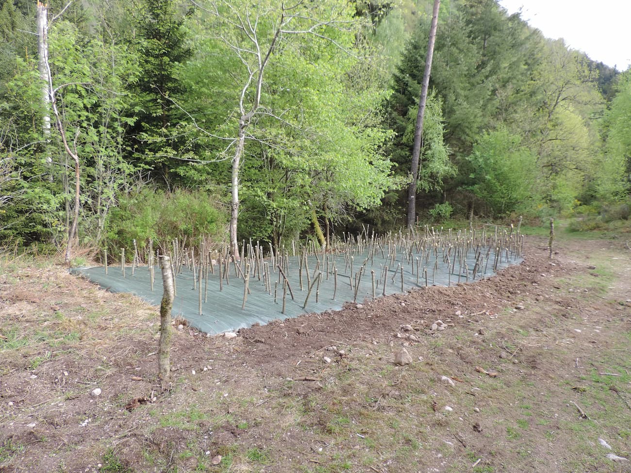 Espèces exotiques envahissantes