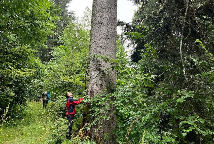 îlots de sénescence