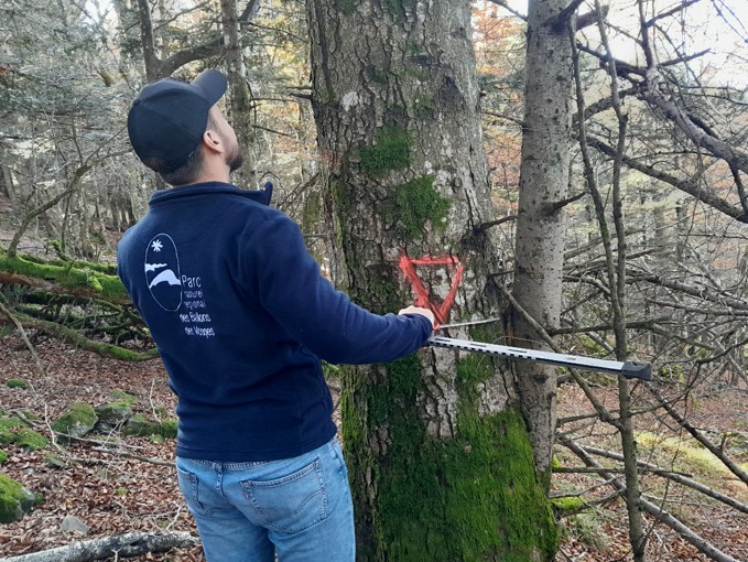 îlots de sénescence