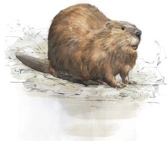 Castor d'Europe