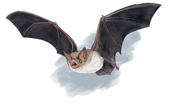 illustration grand-murin