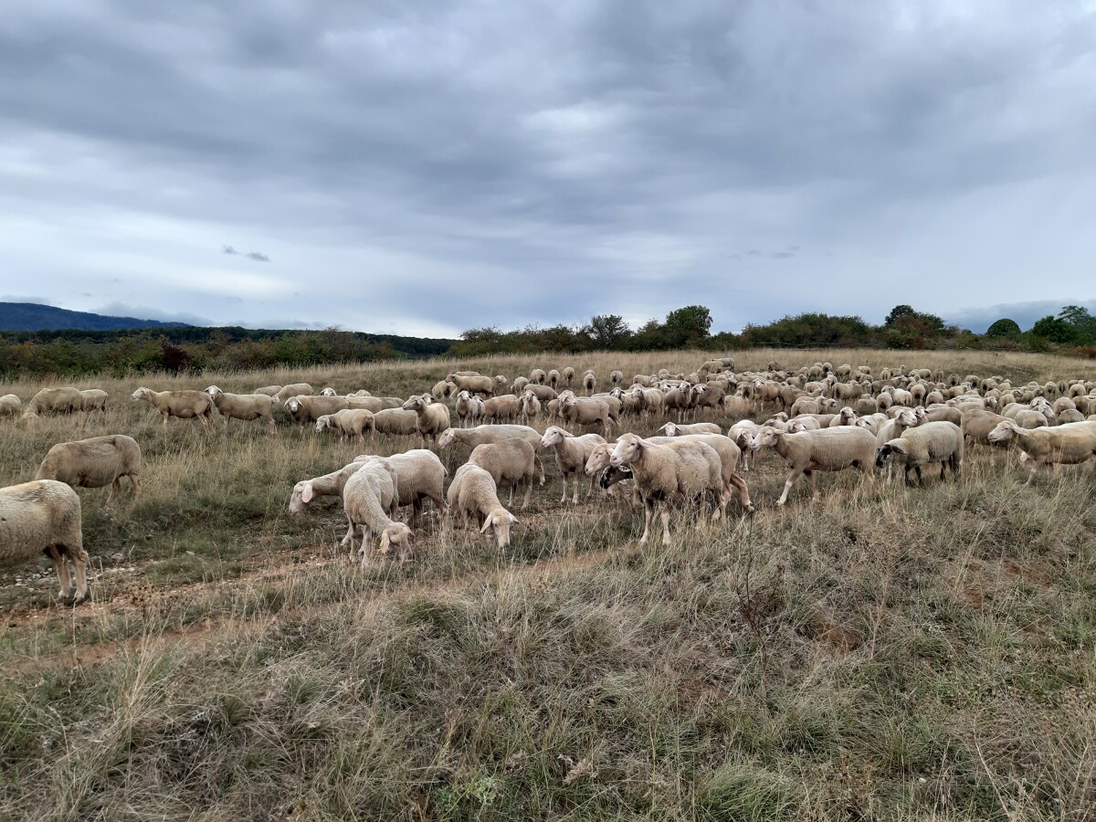 troupeau_collines