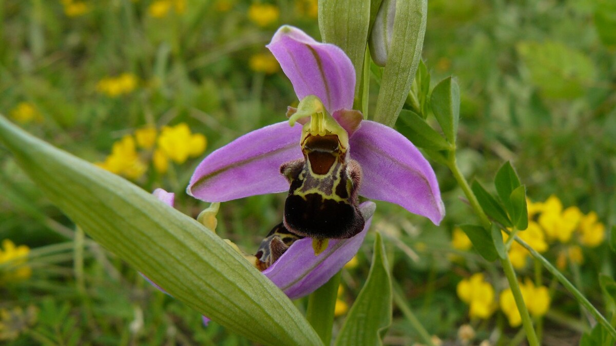 orchis_bourdon