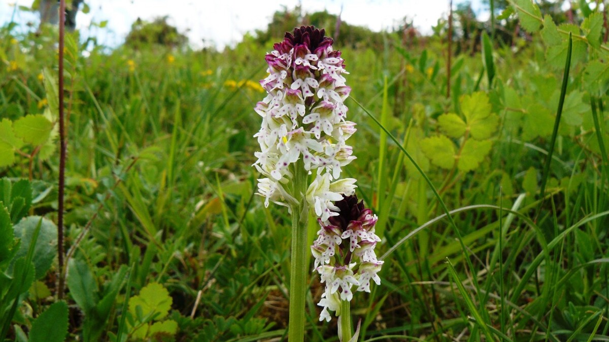 orchis_brule