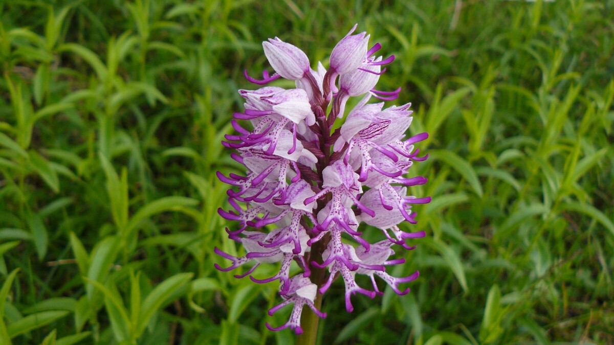 orchis_singe